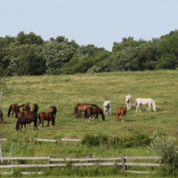 horses in field quaker hill 3509
