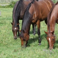 three brown horses grazing-5100