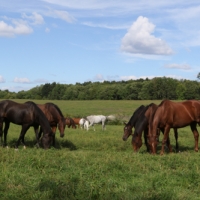 throughbred horses grazing_-5105