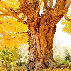 Maple Tree, Lori Adams