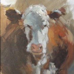White and Brown Cow.MSS