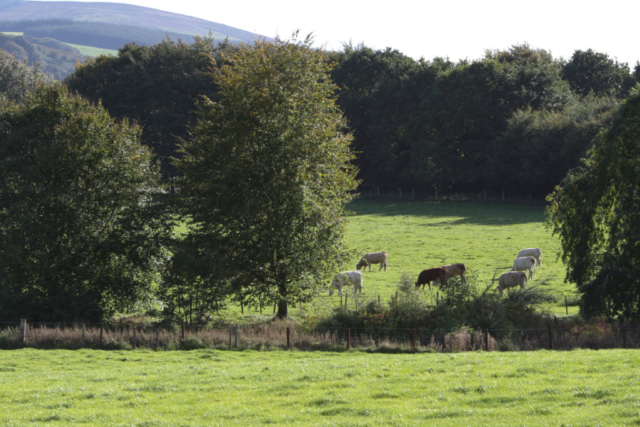 Intensely green trees and cows grazing bright green fields