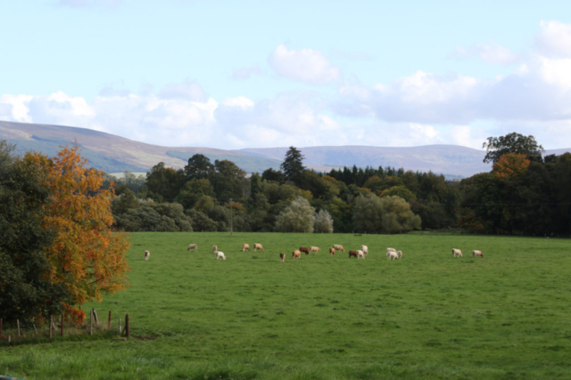 Lush green Fields, cows grazing, bordered by trees and mountains