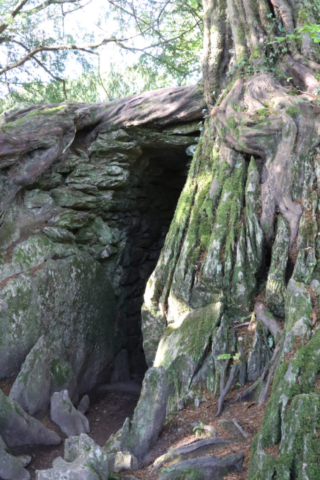 Stone and tree formation Witches Kitchen, gnarly tree mossy covering