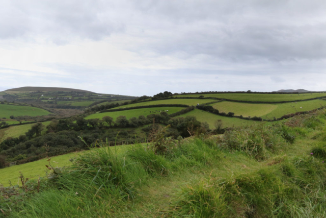 Rolling hills, Hedge rows separating distant fields speckled with cows