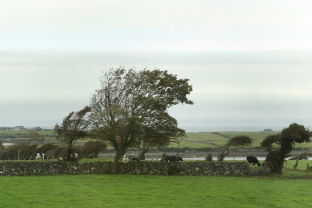 Wind tossed trees pushed to a bent growth by strong ocean winds