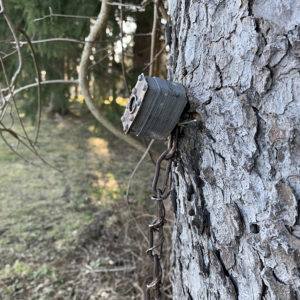 Tree with a keyed lock and chain the tree has grown over