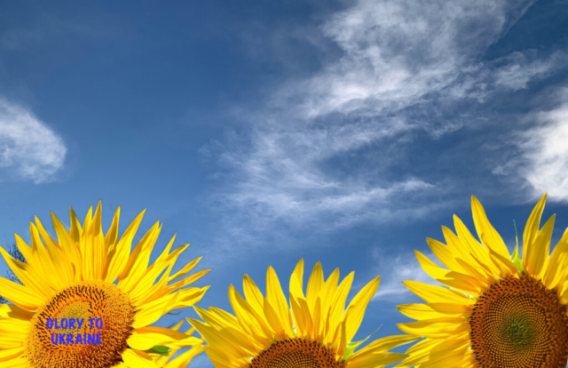 drifting white clouds  in blue sky over yellow sunflowers